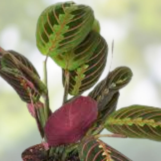 Maranta Red Houseplant Cutting 3-6" Well Rooted Live Plant with Vibrant Foliage Maranta leuconeura