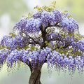 Snake Bark Maple Tree Seeds 30 Pack Acer capillipes for Planting Landscaping Ornamental Tree Seeds