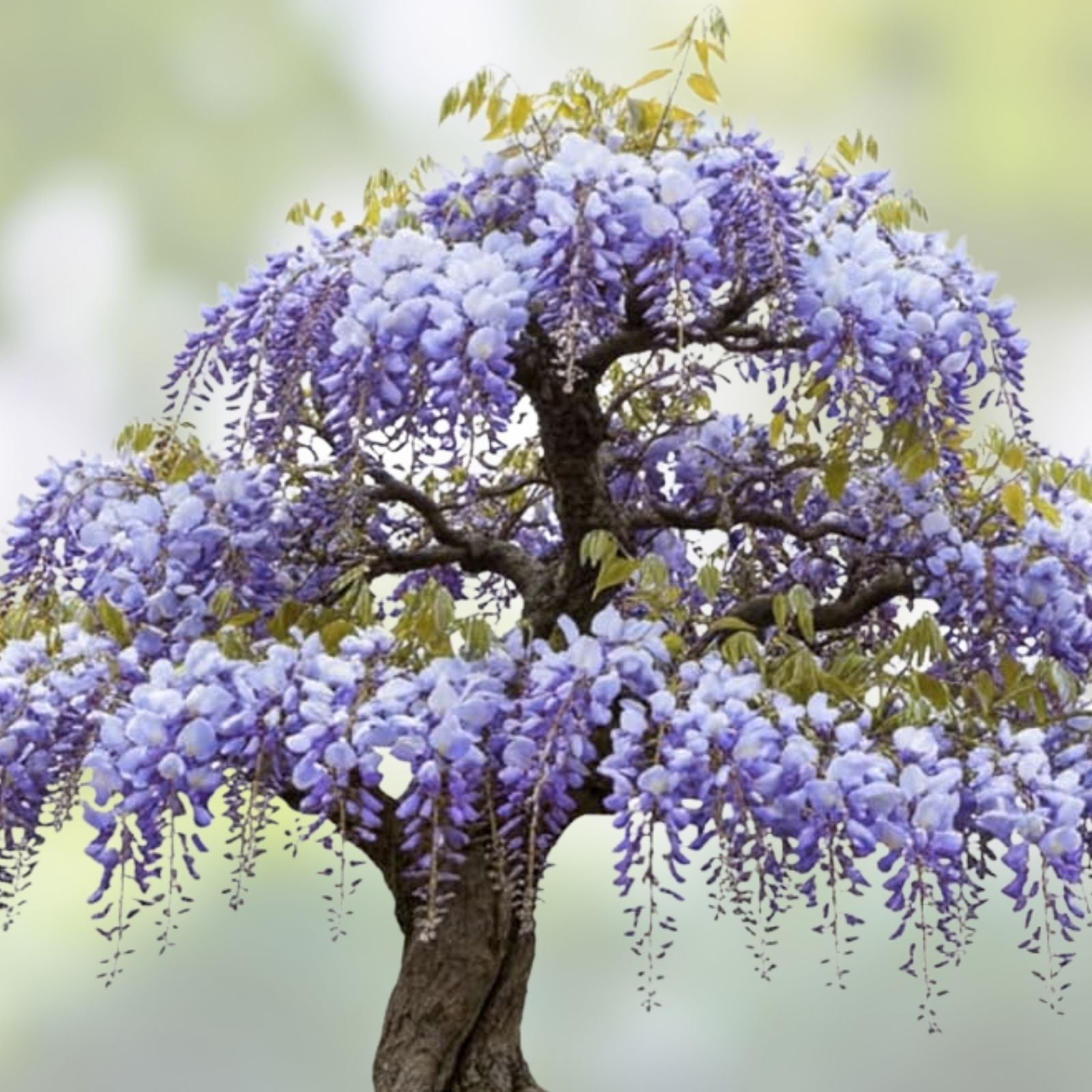 Snake Bark Maple Tree Seeds 30 Pack Acer capillipes for Planting Landscaping Ornamental Tree Seeds