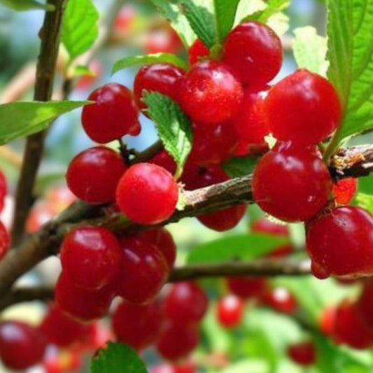 Nanking Bush Cherry Live Plant Bare Root Prunus tomentosa Edible Fruit Shrub for Zones 2-8