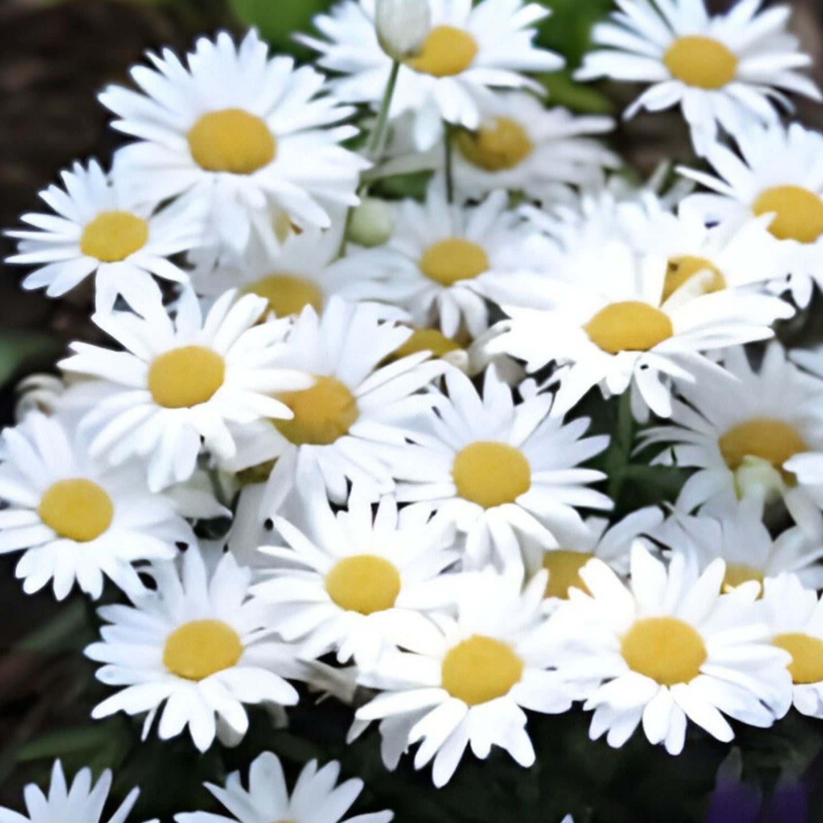 Garland Daisy Seeds 200 Organic Bellis perennis Wildflower Seeds for Garden Landscaping Pollinator Gardens