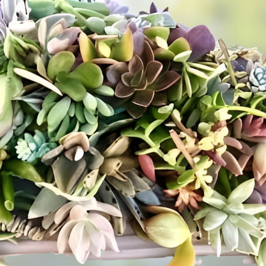 Mini succulent cuttings 20 varieties live plants DIY decor gifts easy to grow and maintain