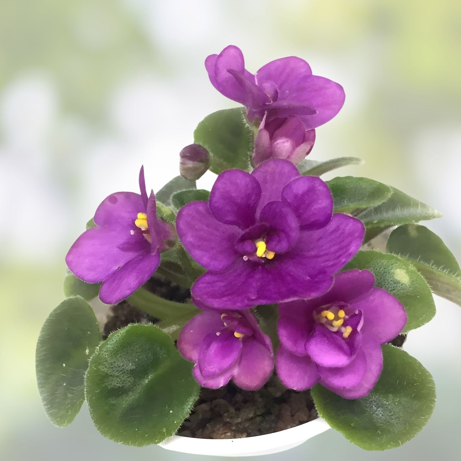 Cabaret Variegated African Violet Leaves 2 Pack - Saintpaulia ionantha - Indoor Variegated Foliage Plant