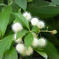Buttonbush Live Plants Set of 2 – 16 Inch Wetland Native Shrubs – Cephalanthus occidentalis for Pond Garden Landscaping