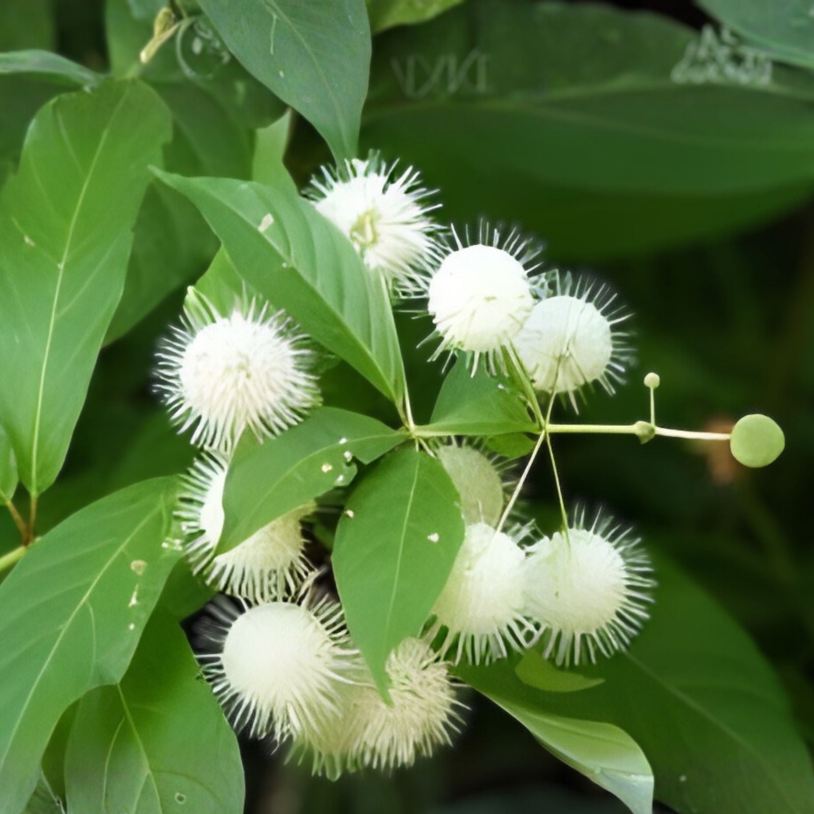 Buttonbush Live Plants Set of 2 – 16 Inch Wetland Native Shrubs – Cephalanthus occidentalis for Pond Garden Landscaping