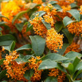 Fragrant Tea Olive Plant Osmanthus fragrans Apricot Echo Starter Shrub Live Rooted Plant Garden Houseplant