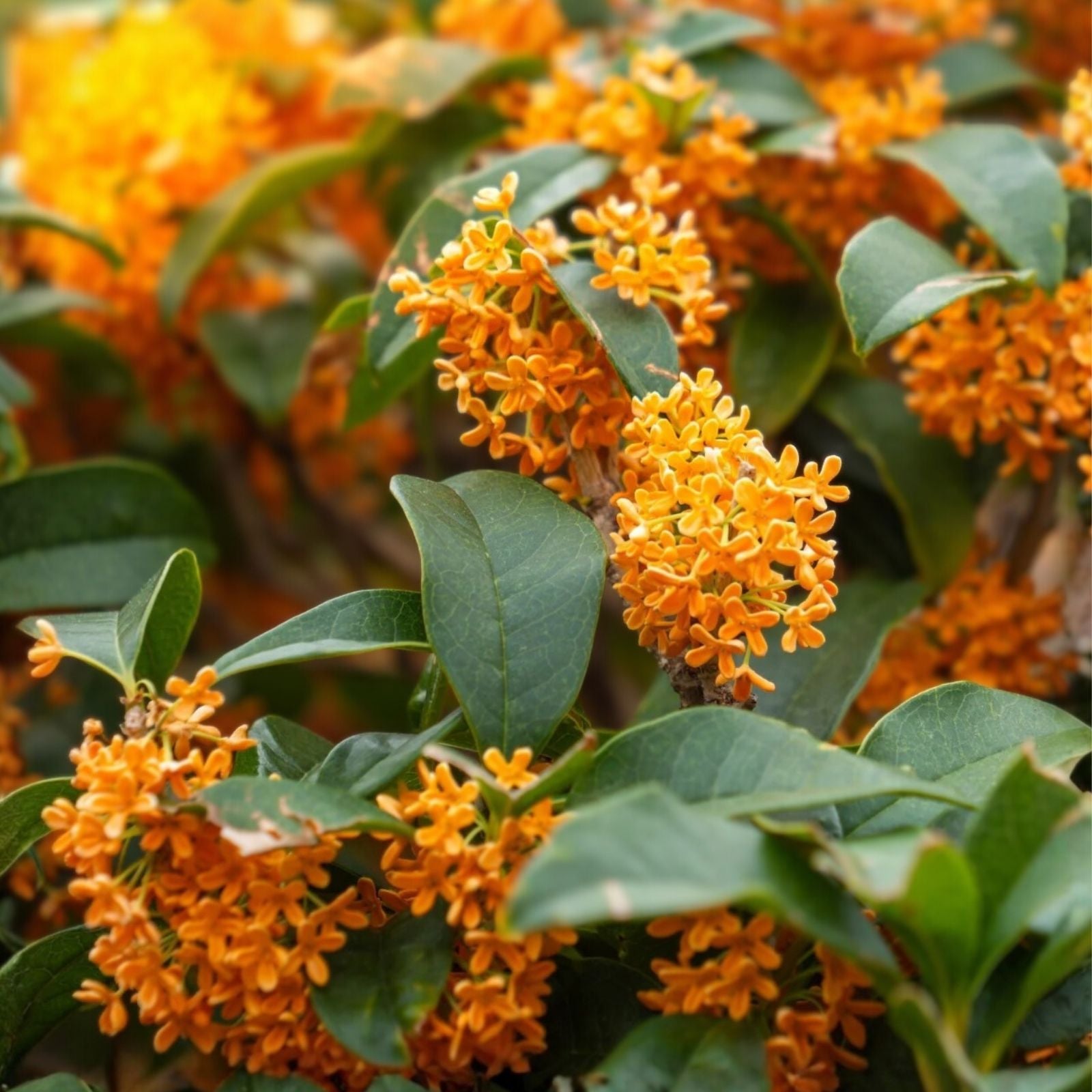 Fragrant Tea Olive Plant Osmanthus fragrans Apricot Echo Starter Shrub Live Rooted Plant Garden Houseplant