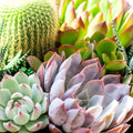 Cactus Cutting Succulent Propagation Plant Unique Variety Live Plant Houseplant Garden Gift