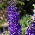 Delphinium Seeds 500 Count Giant Imperial Mix Perennial Flower Seeds, Delphinium elatum, Live Plant, Cutting, Bare Root, Starter Plant