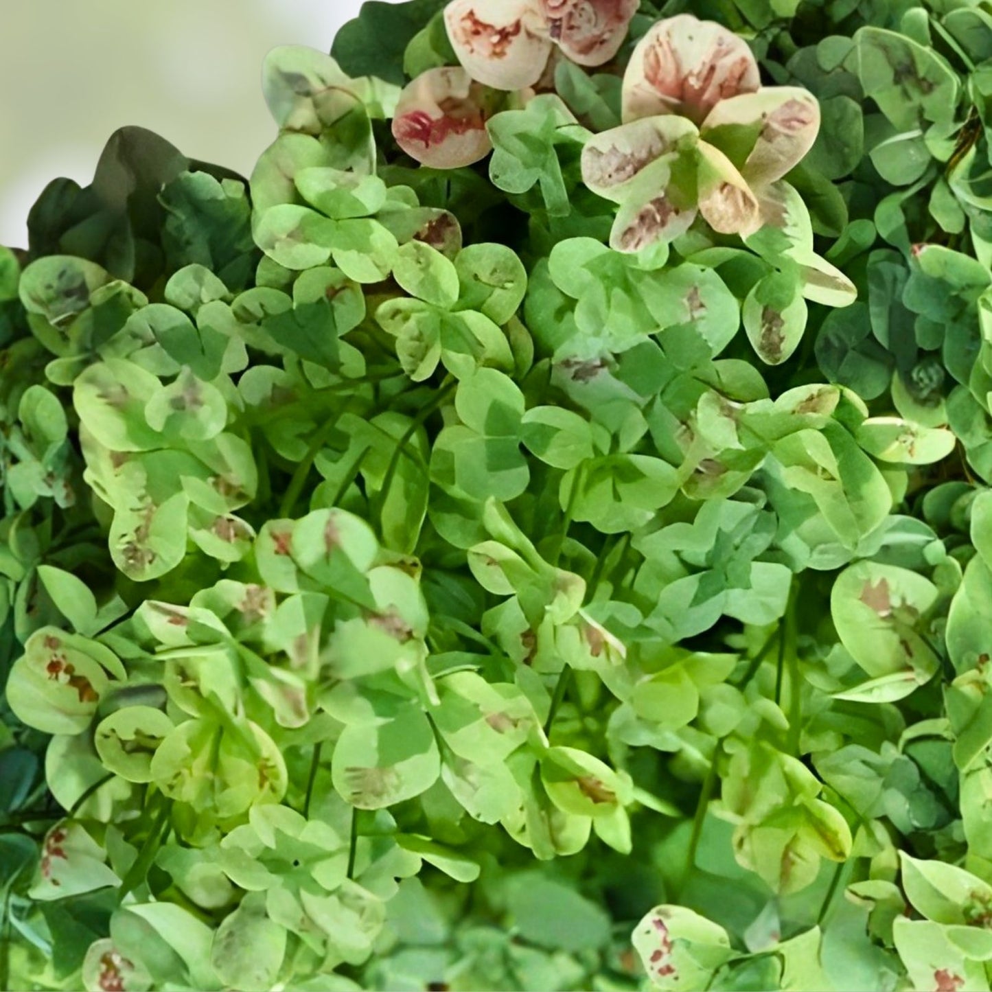 Live Trifolium '4 Luck Coco Mint' Starter Plant Burgundy Green Foliage Ground Cover 4-inch