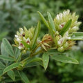Organic Peach Tree Seeds - Grow Delicious Peaches - Prunus persica - USA Made, Iowa Ships, Variety Options