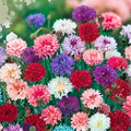 Bachelor Button Seeds Tall Mix 50 Pack | Centaurea cyanus Flower Seeds for Garden Wildflower Cut Flowers