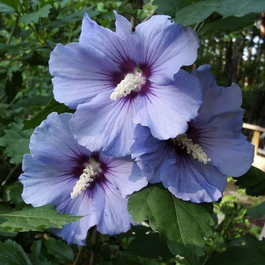 Mixed Colors Rose of Sharon Hibiscus Syriacus Flower Tree Seeds, 50 Seeds, Jocad Variety, Non-GMO