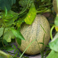 Heirloom Honey Dew Melon Seeds 25+ Green Fruit Seeds Organic Gardening Cucumis melo Live Plant Cutting