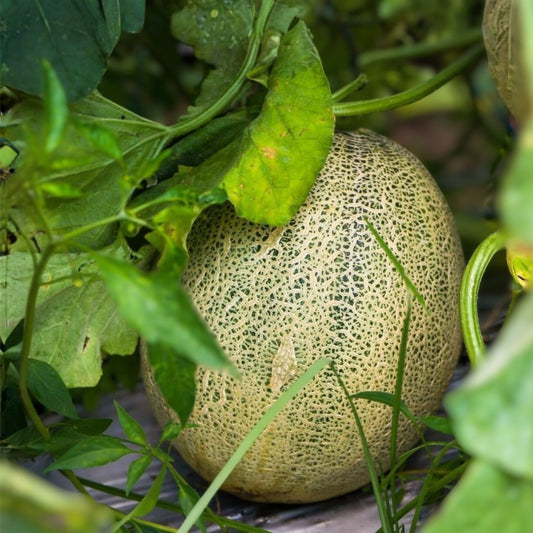 Heirloom Honey Dew Melon Seeds 25+ Green Fruit Seeds Organic Gardening Cucumis melo Live Plant Cutting