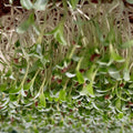 Organic Arugula Microgreen Seeds Non-GMO Heirloom Brassica rapa var. sylvestris for Sprouting, Gourmet Microgreens