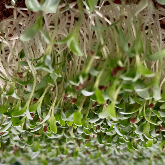 Organic Arugula Microgreen Seeds Non-GMO Heirloom Brassica rapa var. sylvestris for Sprouting, Gourmet Microgreens