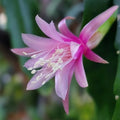 Epiphyllum Felcino Filou Cactus Cutting 8-10 Inches Live Plant Propagation Unrooted Houseplant