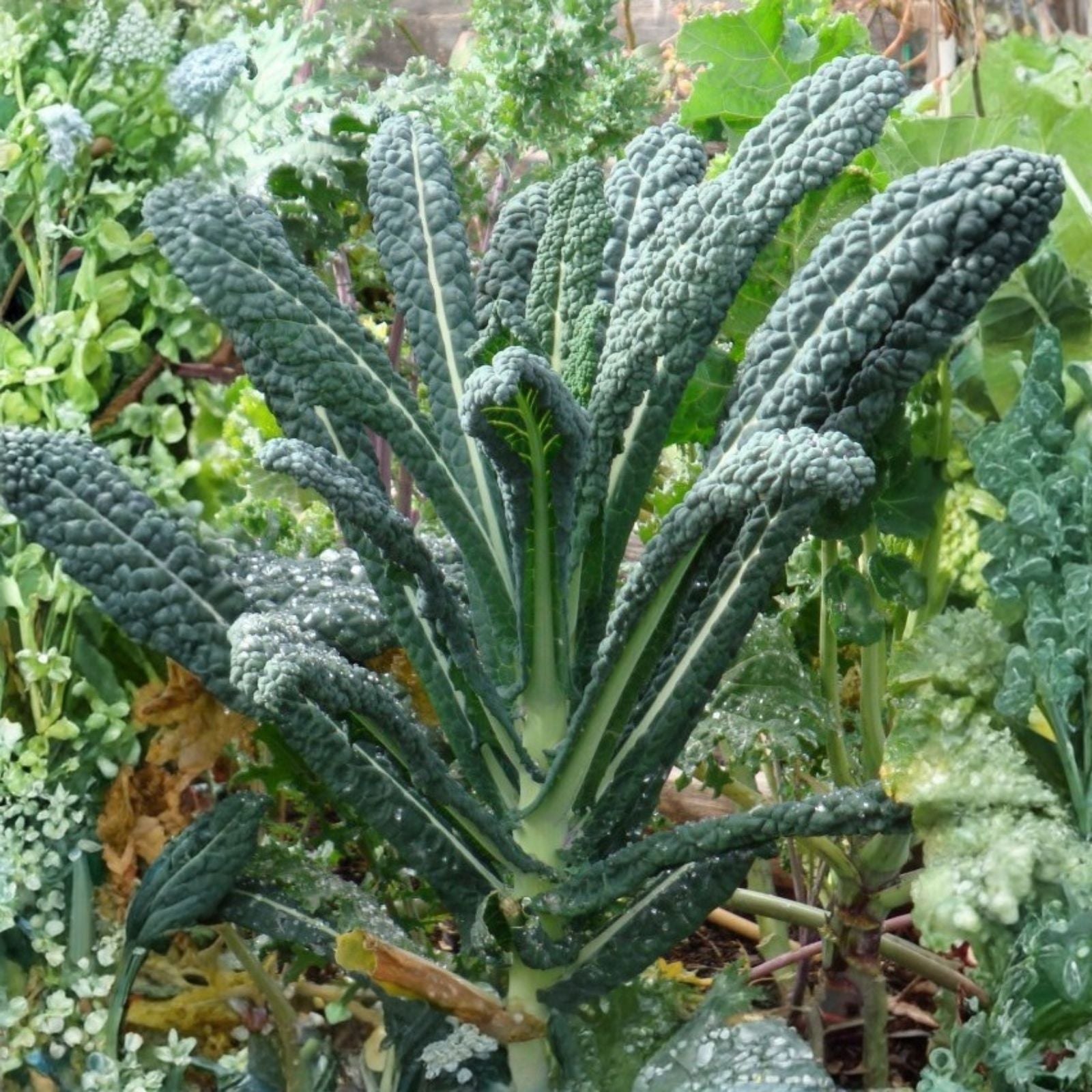Black Tuscany Kale Seeds Heirloom Organic Non-GMO Brassica oleracea Nero di Toscana Starter Plant Cutting