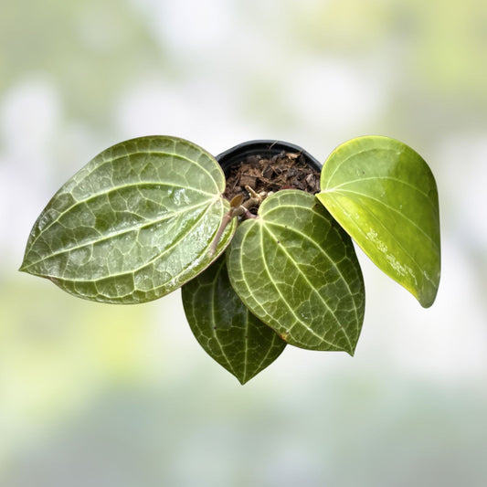 Hoya latifolia Sarawak rooted cutting 3" dinner plate houseplant, easy care indoor plant, live plant, succulent, tropical plant