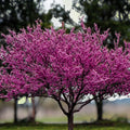 Redbud Tree Bare Root 6-12" Cercis canadensis Live Plant with Pink Flowers, Ornamental Tree, Starter Plant, Garden Tree