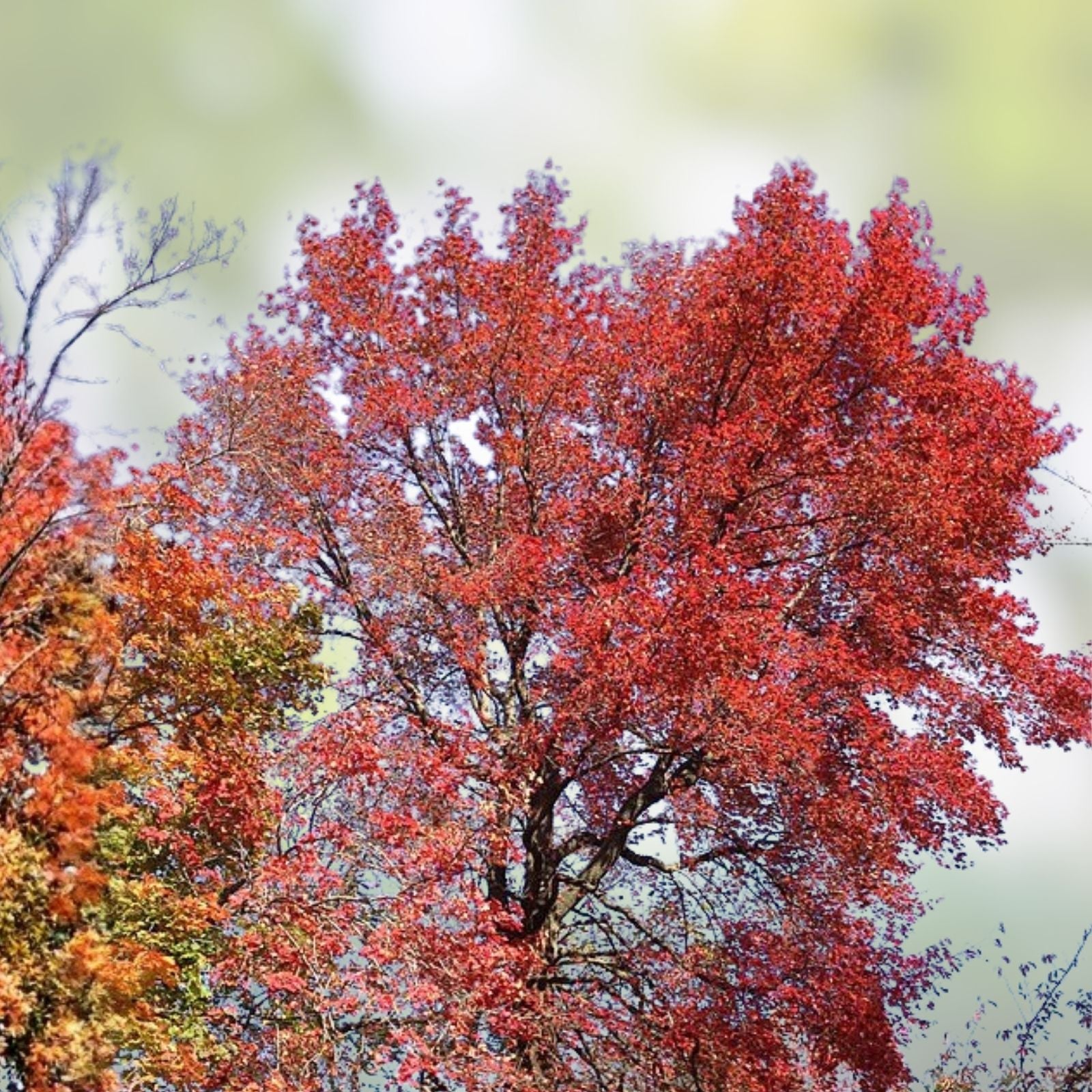 Blackgum Tree Live Plants Set of 2 | Nyssa sylvatica Bare Root Hardwood Trees 16-24 inches