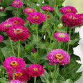 Zinnia elegans Seeds 50+ Count Bright Color Varieties Garden Patio Cut Flowers Live Plant Starter