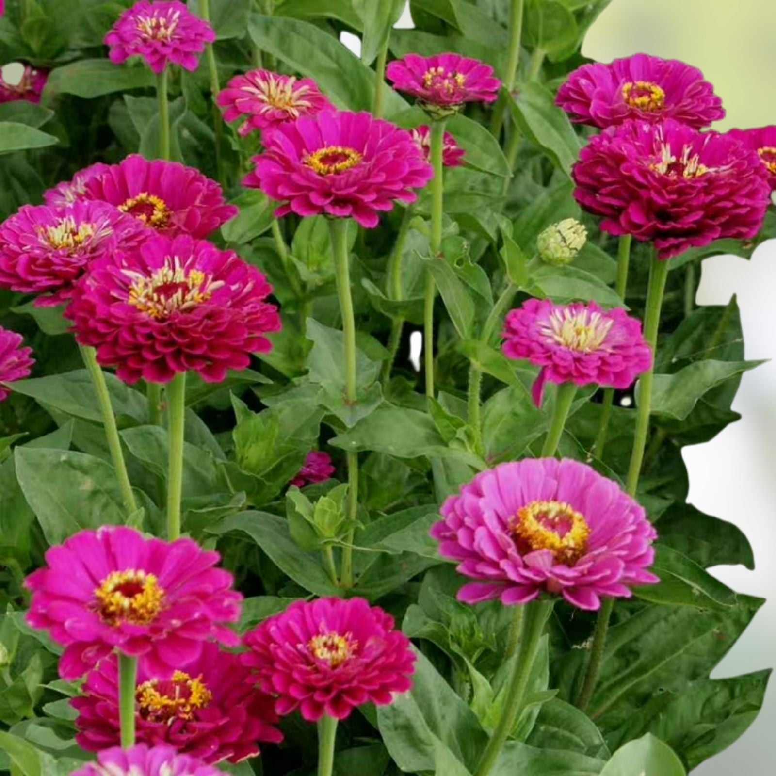 Zinnia elegans Seeds 50+ Count Bright Color Varieties Garden Patio Cut Flowers Live Plant Starter