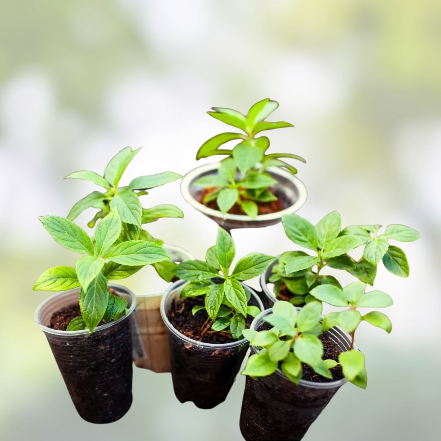 Live Plant Cuttings Set 12 Pieces 6 Varieties for Rooting Propagation Indoor Outdoor Gardening Supplies