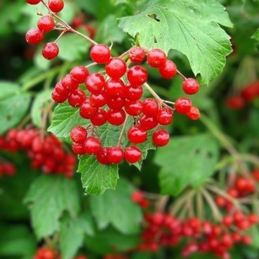 American Cranberry Bush Seeds 100 Count Vaccinium macrocarpon for Planting, Home Gardens, Landscaping