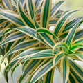 Dracaena Seeds 100 Count – Tropical Indoor Outdoor Foliage Plant Starter – Easy Care Houseplant Gardening