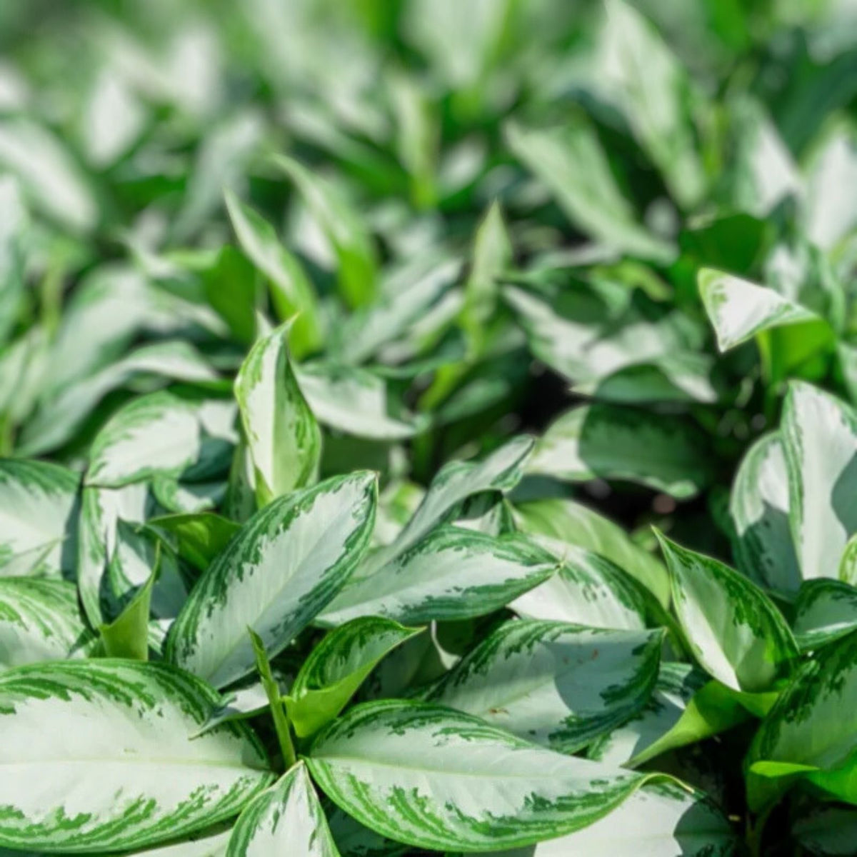 Aglaonema 'Emerald Bay' 10" Pot | Easy Care Tropical Foliage Plant | Aglaonema commutatum