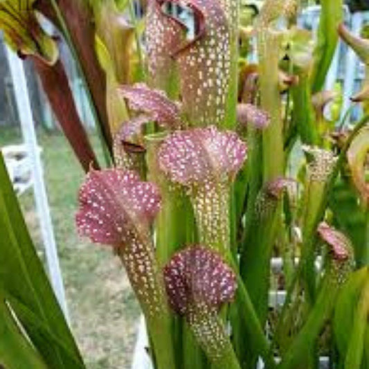 Live Sarracenia Minor Giant Okeefenokeensis Clone Red Window Carnivorous Pitcher Plant for Garden and Houseplant