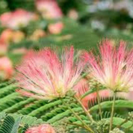 Mimosa Silk Tree Seeds 50 Count – Fast Growing, Hardy, Showy, Fragrant Albizia julibrissin, Easy to Grow Plant Seeds