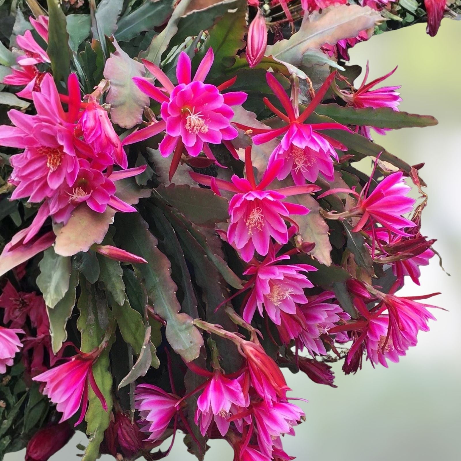 Pink Epiphyllum Orchid Cactus Cutting – 6-10 Inch Live Succulent Plant, Epiphyllum oxypetalum, Pink Flowering Houseplant