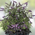 Purple Butterfly Bush Buddleja davidii 6” Live Plant Unrooted Cutting Butterfly Attracting Garden Plant
