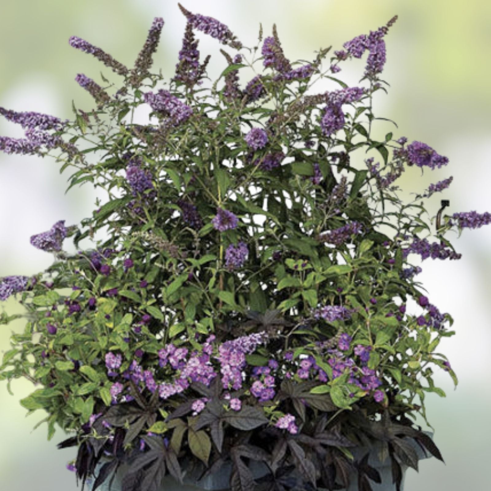 Purple Butterfly Bush Buddleja davidii 6” Live Plant Unrooted Cutting Butterfly Attracting Garden Plant