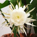 Epiphyllum Oxypetalum Plants – 4 Queen of the Night Orchid Cactus – Live Indoor Plants for Home Decor – Fast Growing