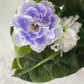 African Violet Unrooted Leaves 2 Pack RS Aquamarine Saintpaulia ionantha Live Plant Cutting Flowering Houseplant