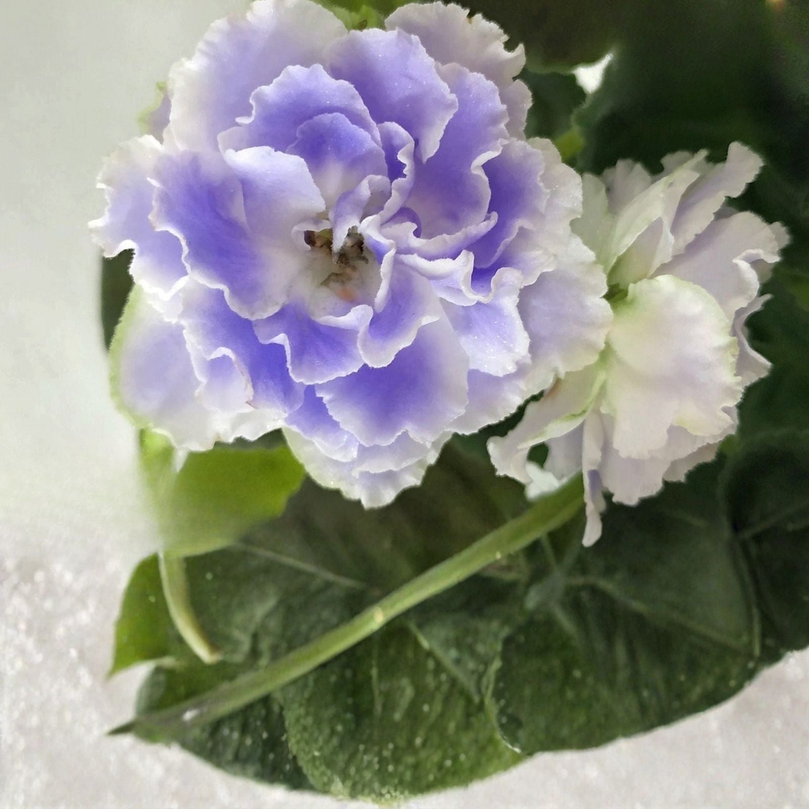 African Violet Unrooted Leaves 2 Pack RS Aquamarine Saintpaulia ionantha Live Plant Cutting Flowering Houseplant