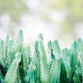 Euphorbia Trigonia Clippings – Lot of 2, 3" Succulent Cuttings, Drought Tolerant Indoor Plant, Easy Care, Euphorbia trigonia