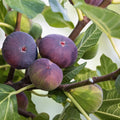 Fig Cutting Dominick's Variety Ficus carica Edible Fruit Plant 8 Inch Live Starter Plant