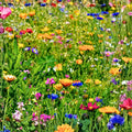 Wildflower Seed Mix 4 oz Non-GMO Native Flower Seeds for Pollinator Gardens, Colorful Border & Garden Planting