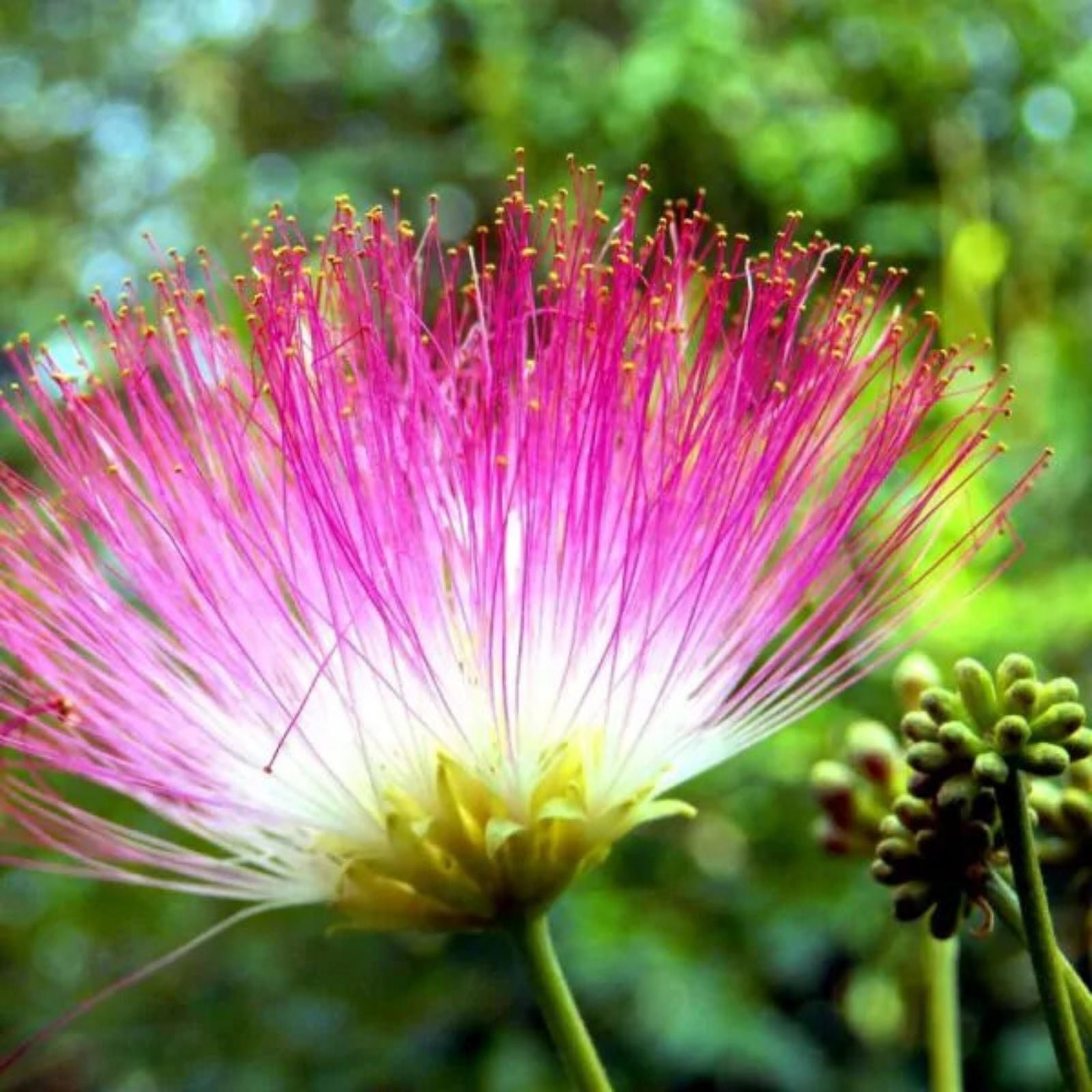 Pink Mimosa Tree Cuttings Albizia julibrissin Live Plant Starter Bare Root Pollinator Tree 12 Pack