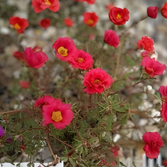 Moss Rose Cuttings Scarlet Red Portulaca Grandiflora Succulent Live Plant Propagation Bare Root Starter Plant