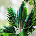 Fiji Fan Palm Seeds Pritchardia thurstonii Tropical Indoor Plant Starter Seeds for Gardening Propagation