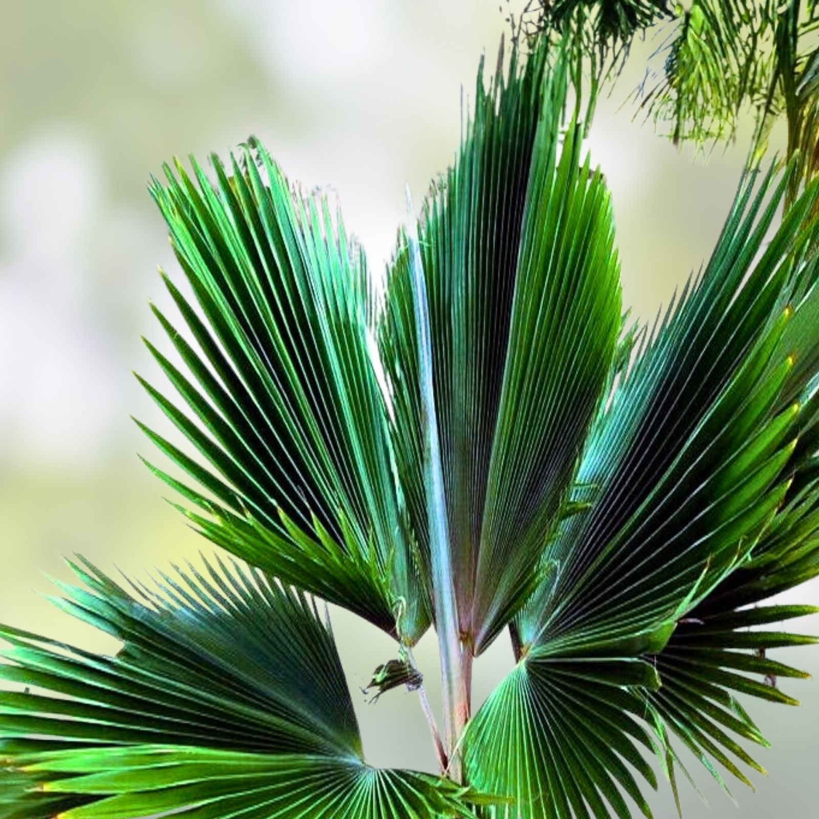 Fiji Fan Palm Seeds Pritchardia thurstonii Tropical Indoor Plant Starter Seeds for Gardening Propagation