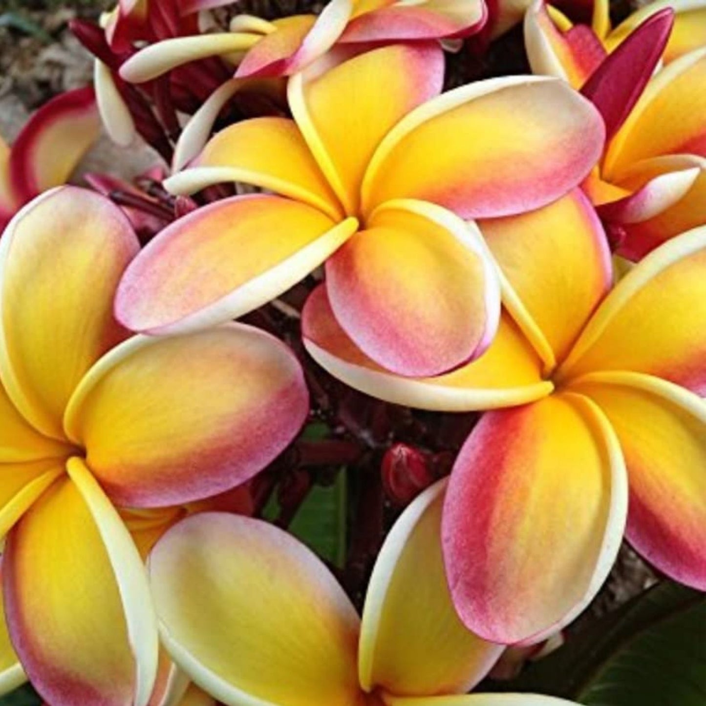 Lei Rainbow Plumeria Cutting 8-11" – Fragrant Tropical Flowering Plant, Garden Plant, Plumeria spp.