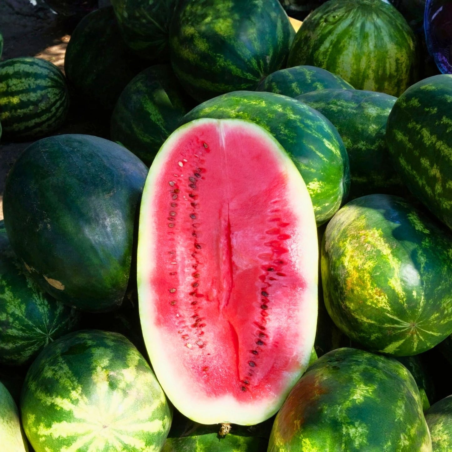 Heirloom Charleston Grey Watermelon Seeds 100 Count Citrullus lanatus Fruit Planting Seeds, Live Plant, Starter, Bare Root, Houseplant