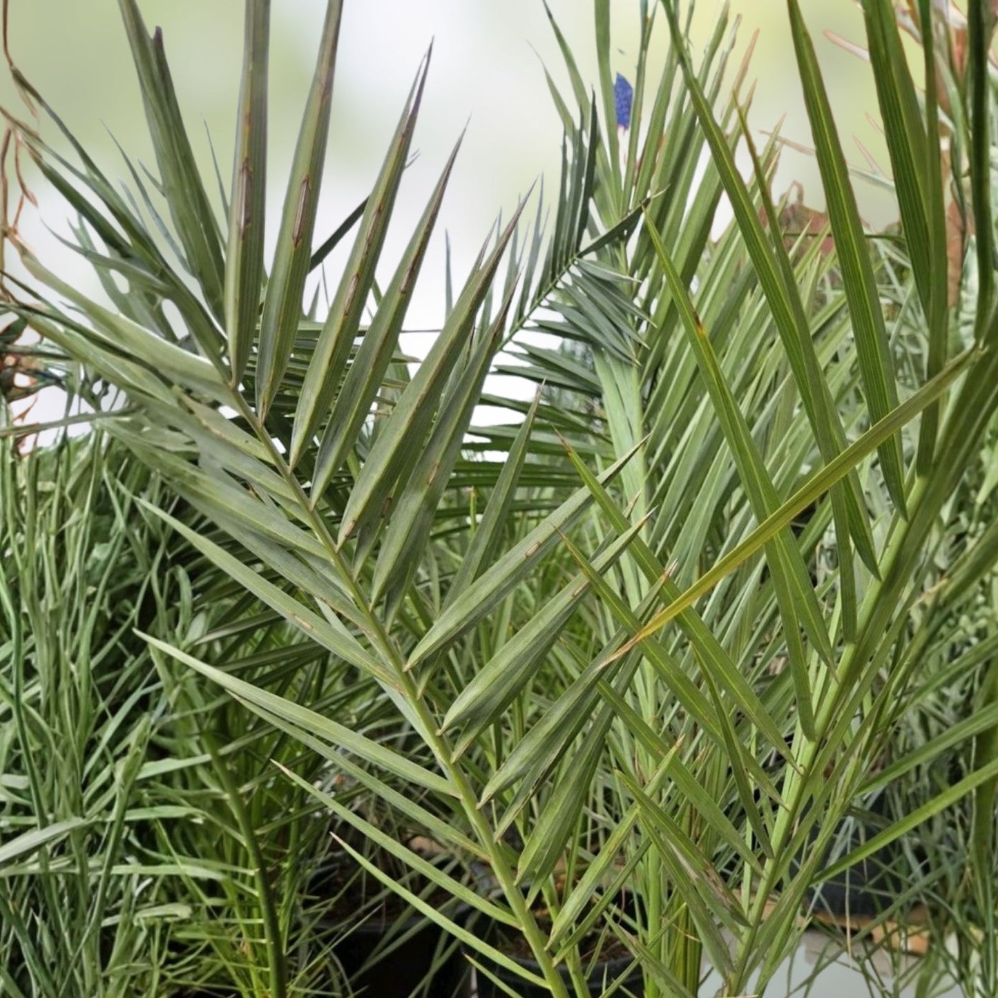 Medjool Date Palm Seedling, Phoenix dactylifera, Indoor Plant, Drought Tolerant, Easy Care, 2+ Years Old, Live Plant, Starter Plant